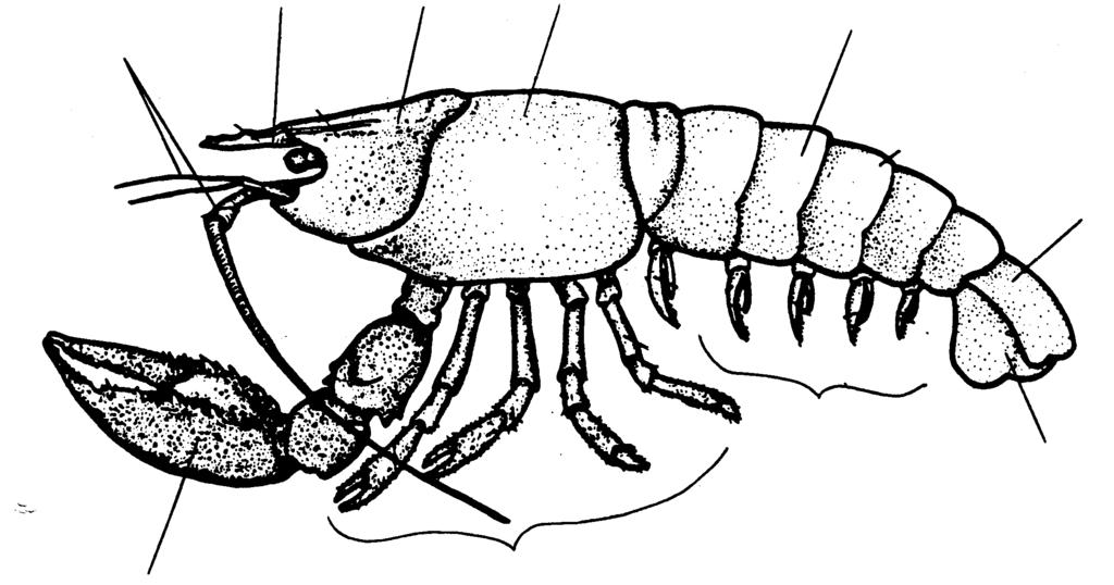 DECAPODS ABDOMEN: TAIL FAN SWIMMERETS SWIMMERETS - USED IN SWIMMING - HOLD EGGS