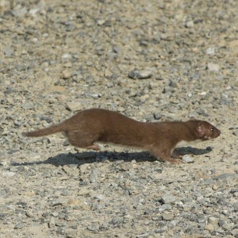 The line between white and brown on a stoat s belly tends to be