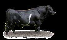 When mated to a cow with normal gestation length, these bulls can reward you with a calving interval up to 10 days shorter than normal.