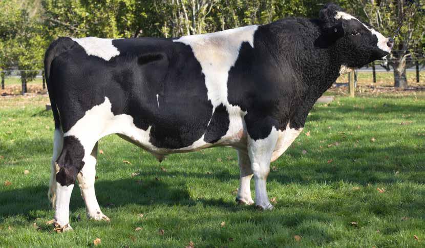 219/89% SAN RAY FM BEAMER-ET S2F 62 111037 Holstein-Friesian F14J2 Daughter Proven A1A2 UK PTA Source: AHDB August 2017 SCI /REL % 346/55 ANCESTRY: Mint-Edition x Skelton x Admiral High production