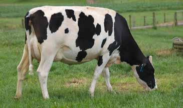 05 nervous placid Milking Speed 0.17 slow fast Overall Opinion 0.27 undesirable desirable CONFORMATION (77 daughters TOP tested) Stature 0.62 small tall Capacity 0.62 frail capacious Rump Angle 0.