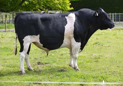 5 Calving Difficulty 3.3 Protein kg 33 Gestation Length (days) -4.6 Protein % 3.9 Liveweight 52 SCC 0.04 High Input 1328 Fertility % 3.