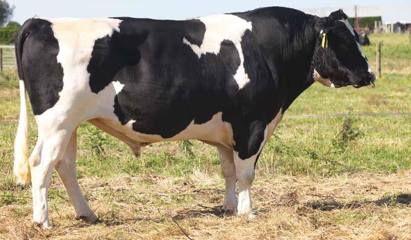 188/84% ARKAN FM BUSTER-ET S2F 62 111036 Holstein-Friesian F14J2 Daughter Proven A1A2 UK PTA Source: AHDB August 2017 SCI /REL % 316/54 ANCESTRY: Mint-Edition x Skelton x Admiral High milkfat Liked