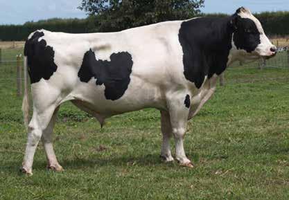 SPRING TRALEE BOSS-ET S3F 138/98% ARKAN HR CELESTIAL S2F 141/84% 62 113014 Holstein-Friesian F15J1 Daughter Proven A2A2 62 112028 Holstein-Friesian F16 Daughter Proven A2A2 ANCESTRY: Ovation x