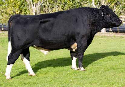 capacious A2A2 82 Daughters Milk Volume (litres) 638 Total Longevity (days) 260 Fat kg 10 Body Condition Score -0.01 Fat % 4.6 Calving Difficulty 0.9 Protein kg 24 Gestation Length (days) -1.