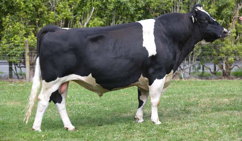 174/97% CARSONS FM CAIRO S3F 62 112034 Holstein-Friesian F16 Daughter Proven A2A2 UK PTA Source: AHDB August 2017 SCI /REL % 277/59 ANCESTRY: Mint-Edition x Dauntless x Hugo High fertility Capacious