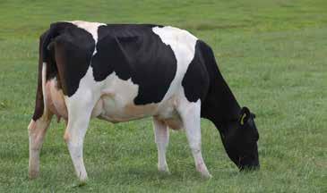 17 UK Herds 0 Daughter of 62 111034 Cairo Adaptability to Milking 0.45 slowly quickly Shed Temperament 0.43 nervous placid Milking Speed -0.02 slow fast Overall Opinion 0.