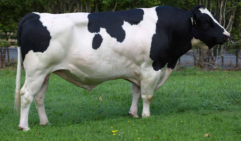 177/82% MAIRE IG GAUNTLET-ET 62 113086 Holstein-Friesian F16 Daughter Proven A2A2 UK PTA Source: AHDB August 2017 SCI /REL % 264/0 ANCESTRY: Ignition x Spicy x Gerris Phenomenal capacity High