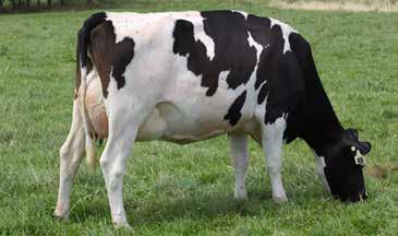 90 nervous placid Milking Speed 0.43 slow fast Overall Opinion 0.92 undesirable desirable CONFORMATION (79 daughters TOP tested) Stature 1.15 small tall Capacity 1.53 frail capacious Rump Angle -0.