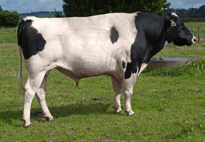 LANGEVELDS FI PIN-UP S2F 164/89% MEANDER ROCKETMAN-ET S1F 164/84% 62 113056 Holstein-Friesian F16 Daughter Proven A2A2 ANCESTRY: Illustrious x Might x Holiday Great fat Well liked by farmers Good