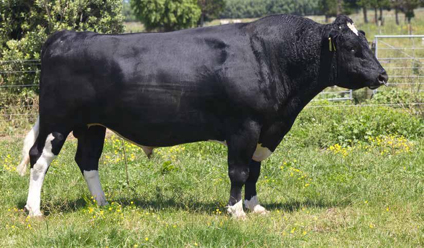 ASHDALE FM KELSBELLS S1F 196/87% 62 111011 Holstein-Friesian F15J1 Daughter Proven A1A2 UK PTA Source: AHDB August 2017 SCI /REL % 298/54 ANCESTRY: Mint-Edition x Hugo x Palaver Great udders