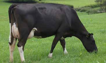6 Calving Difficulty 2.6 Protein kg 36 Gestation Length (days) -1.8 Protein % 3.9 Liveweight 46 SCC -0.19 High Input 1284 Fertility % 2.2 Once A Day 1230 HOLSTEIN BASE BV BV Milk kg 31 SCC 6 Fat kg 9.