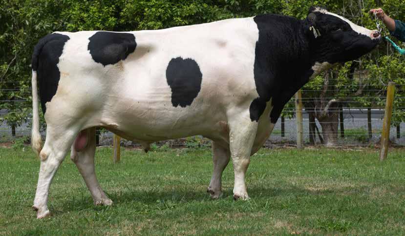 169/87% PADRUTTS GB TOPNOTCH S2F 62 112063 Holstein-Friesian F15J1 Daughter Proven A1A2 ANCESTRY: Golden Boy x Elsto x Hugo Good volume High protein Well liked by farmers Capacious daughters 117