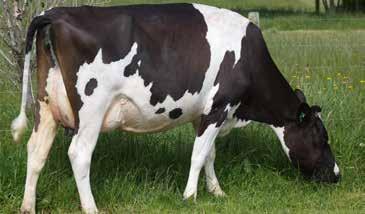 7 Liveweight 33 SCC -0.19 High Input 1276 Fertility % 4.9 Once A Day 1205 UK PTA Source: AHDB August 2017 SCI /REL % 284/56 HOLSTEIN BASE BV BV Milk kg 192 SCC 3 Fat kg 9.3 Lifespan 0.3 Fat % 0.