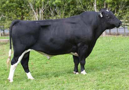 110016 Bonza - Sire of Rogue RIVERHEIGHTS GB ROGUE S3F 167/91% ADAMS BR ULTIMATE S3F 147/83% 62 113114 Holstein-Friesian F16 Daughter Proven A2A2 ANCESTRY: Bonza x Applause x Kelvar A2A2 Easier