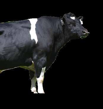 ARASMUS S2F 62 108214 102224 Might - Sire of Arasmus 131/87% Holstein-Friesian F16 Daughter Proven A2A2 Overall Opinion 0.