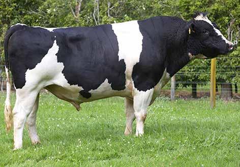 21 undesirable desirable CONFORMATION (104 daughters TOP tested) Udder Overall 0.10 undesirable desirable Dairy Conformation 0.