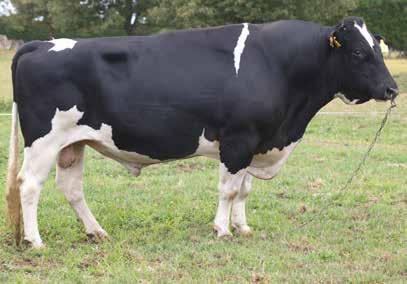 6164 Daughters Milk Volume (litres) 581 Body Condition Score -0.1 Fat kg/% 14/4.5 Total Longevity (days) 274 Protein kg/% 21/3.8 Calving Difficulty 2.3 SCC 0.18 Gestation Length (days) -5.