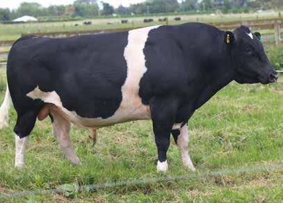 109 Daughters Milk Volume (litres) 982 Body Condition Score -0.08 Fat kg/% 25/4.4 Total Longevity (days) 343 Protein kg/% 34/3.7 Calving Difficulty 2.1 SCC -0.07 Gestation Length (days) -5.