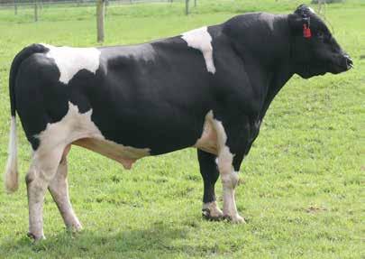 29 undesirable desirable CONFORMATION (97 daughters TOP tested) Udder Overall 0.21 undesirable desirable Dairy Conformation 0.