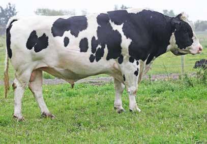 102052 Meadows - MGS of Snowcap 88 Daughters Milk Volume (litres) 610 Body Condition Score 0.2 Fat kg/% 3/4.2 Total Longevity (days) 322 Protein kg/% 21/3.7 Calving Difficulty 3.5 SCC -0.