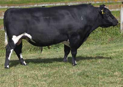 9929 Daughters Milk Volume (litres) 434 Body Condition Score 0.04 Fat kg/% 15/4.6 Total Longevity (days) 322 Protein kg/% 20/3.9 Calving Difficulty -0.4 SCC 0.43 Gestation Length (days) -1.