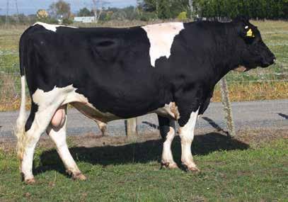04 undesirable desirable CONFORMATION (112 daughters TOP tested) Udder Overall 0.32 undesirable desirable Dairy Conformation 0.