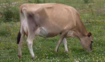 59 nervous placid Milking Speed 0.25 slow fast Overall Opinion 0.62 undesirable desirable CONFORMATION (76 daughters TOP tested) Stature -0.98 small tall Capacity 0.53 frail capacious Rump Angle 0.