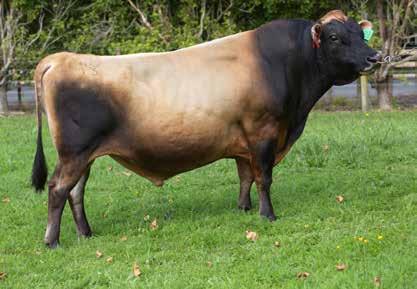 9 Fat % 5.9 Calving Difficulty -2.1 Protein kg 2 Gestation Length (days) -0.6 Protein % 4.2 Liveweight -47 SCC -0.07 High Input 1218 Fertility % 2.