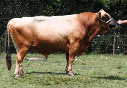 JERSEY CLASSIC BULLS Daughter of 68 311022 5-Star HILLSTAR TERRIFIC 5-STAR 68 311022 Jersey J16 Daughter Proven A2A2 306459 Murmur - Sire of Boswell 146/99% Overall Opinion 0.