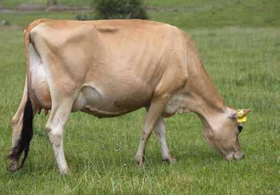 2 Calving Difficulty -1.7 SCC -0.19 Gestation Length (days) -5.1 Fertility % 2.9 Liveweight -82 Udder Overall 0.70 undesirable desirable Dairy Conformation 0.