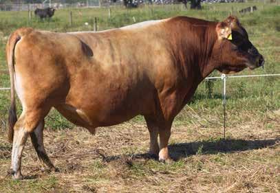 7 ANCESTRY: Topaz x Manhatten x Forever Good production Capacious daughters Well liked by farmers Sound udders 89 Daughters Milk Volume (litres) -813 Body Condition Score 0.27 Fat kg/% 0/5.