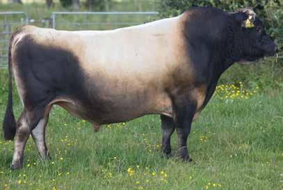 300011 Minstrel - Sire of Hijinx 438 Daughters Milk Volume (litres) -763 Body Condition Score 0.21 Fat kg/% 3/5.8 Total Longevity (days) 428 Protein kg/% -13/4.2 Calving Difficulty -3.0 SCC -0.