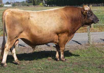 2362 Daughters Milk Volume (litres) -446 Body Condition Score 0.12 Fat kg/% 3/5.3 Total Longevity (days) 143 Protein kg/% -3/4.1 Calving Difficulty -1.1 SCC -0.3 Gestation Length (days) -5.