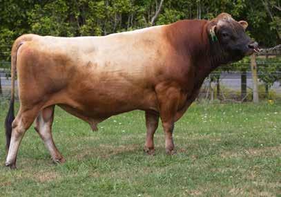 7 ANCESTRY: Aim x Likabull x Amadeus Milk components Low somatic cell score Shorter gestation 847 Daughters Milk Volume (litres) -1013 Body Condition Score 0.18 Fat kg/% 18/6.