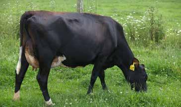 18 nervous placid Milking Speed 0.31 slow fast Overall Opinion 0.26 undesirable desirable CONFORMATION (109 daughters TOP tested) Stature -0.13 small tall Capacity 0.47 frail capacious Rump Angle 0.