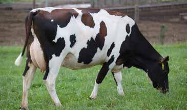 2 Gestation Length (days) -4.9 Protein % 3.9 Liveweight -7 SCC -0.31 High Input 1262 Fertility % 5.1 Once A Day 1226 HOLSTEIN BASE BV BV Milk kg -32 SCC 0.3 Fat kg 11.6 Lifespan 0 Fat % 7.