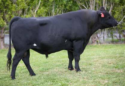 JUST ONCE COOPER 178/84% VAN STRAALENS G-FORCE 168/78% 62 512005 Kiwicross F9J7 Daughter Proven A2A2 68 513019 Kiwicross F5J11 Daughter Proven A1A1 ANCESTRY: Obsidian x Applause x Northsea Fat &