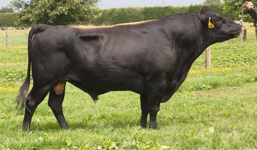 222/98% ATHLIAM PACEMAKER 68 512048 Kiwicross F6J10 Daughter Proven A1A2 UK PTA Source: AHDB August 2017 SCI /REL % 332/52 ANCESTRY: Showman x Northsea x Forever Fat & protein Shorter gestation High