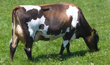 20 nervous placid Milking Speed -0.03 slow fast Overall Opinion 0.09 undesirable desirable CONFORMATION (82 daughters TOP tested) Stature -0.72 small tall Capacity 0.11 frail capacious Rump Angle -0.