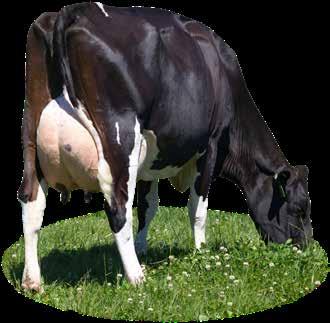 OUR GENETICS LIC s breeding objective is to breed bulls that breed profitable cows cows that are not only efficient converters of feed to milk, but cows that get back in calf easily each year and