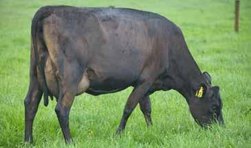 1 Calving Difficulty 0.3 Protein kg 23 Gestation Length (days) -6.9 Protein % 3.9 Liveweight 39 SCC -0.31 High Input 1262 Fertility % 8.