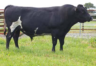6 Total Longevity (days) 206 Protein kg/% 17/3.8 Calving Difficulty -0.2 SCC -0.5 Gestation Length (days) -4.7 Fertility % 1.3 Liveweight 22 Udder Overall 0.