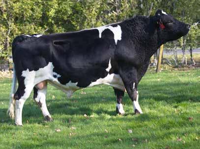 127 Daughters Milk Volume (litres) 309 Body Condition Score 0.16 Fat kg/% 8/4.6 Total Longevity (days) 308 Protein kg/% 20/4.6 Calving Difficulty -1.2 SCC -0.38 Gestation Length (days) -3.