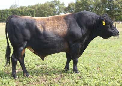 17068 Daughters Milk Volume (litres) 79 Body Condition Score 0.14 Fat kg/% 14/5.0 Total Longevity (days) 304 Protein kg/% 9/3.9 Calving Difficulty -1.1 SCC -0.47 Gestation Length (days) -11.