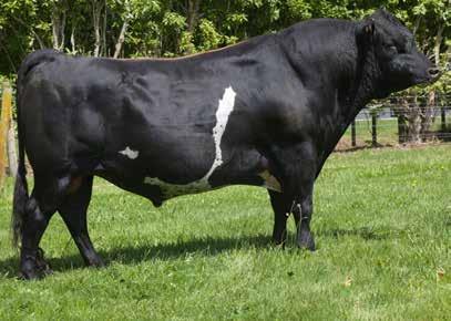 36 undesirable desirable CONFORMATION (158 daughters TOP tested) Udder Overall 0.48 undesirable desirable Dairy Conformation 0.