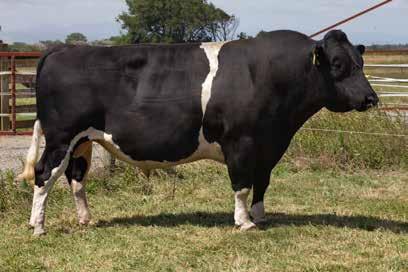 11 nervous placid Milking Speed 0.21 slow fast Overall Opinion 0.29 undesirable desirable CONFORMATION (118 daughters TOP tested) Good dairy conformation Liked by farmers A2A2 Stature 0.