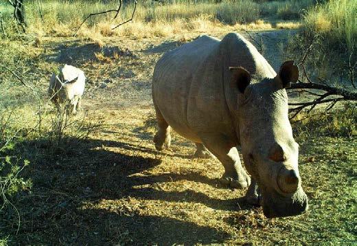 One of the most exciting is by monitoring the rhinos using a network of camera traps.