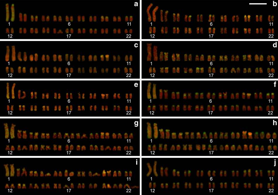 Comparative cytogenetics of cichlid fishes 795 most chromosomes and in the long arm of the largest chromosome pair.