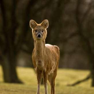 population of Chinese Water deer live here (g)